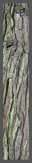 tree bark image